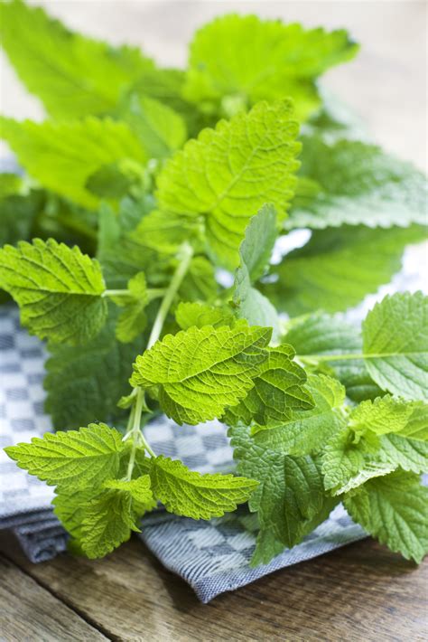 Plants that repel mosquitoes or anti mosquito plants are one of the best ways to keep mosquitoes away from your house. Plants That Repel Mosquitoes- Natural Pest Repellents