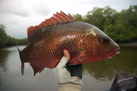 Ikan bakar kakap merah besar.makanan jalanan indonesia,meskipun tampilan sederhana tapi ikan bakar ini rasanya enak. Angler's File: Siakap Merah