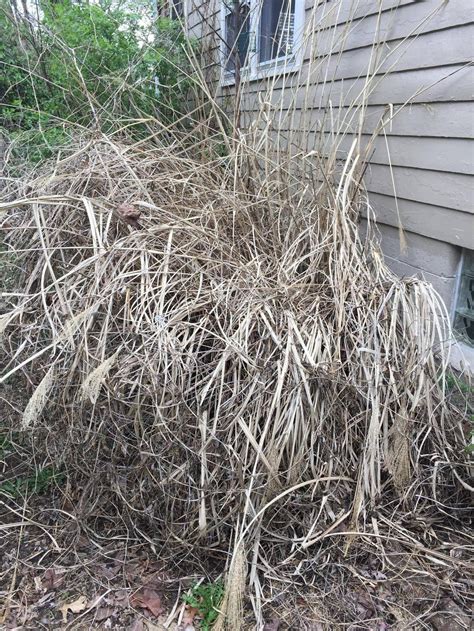 The general rule about how much of your grass can be cut if with each mowing is about 1/3 of the leaf blade. plant care - Is this "Tall Grass" dead? Should I clear it ...