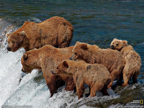 Bears Waterfall National Geographic Baby Animals Animals Wallpapers