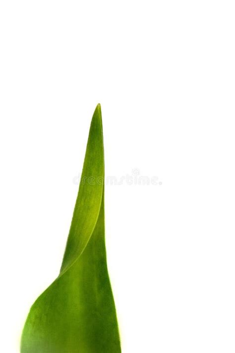 Green Natural Spring Tulip Leaf Isolated On White Background Stock