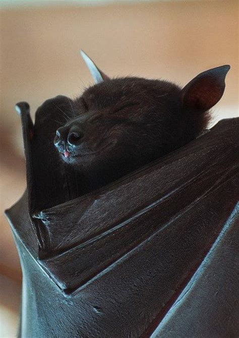 Твиттер Cute Bat Fox Bat Animals Beautiful