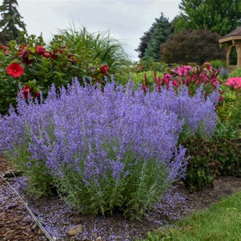 Denim N Lace Russian Sage Perovskia Atriplicifolia Proven