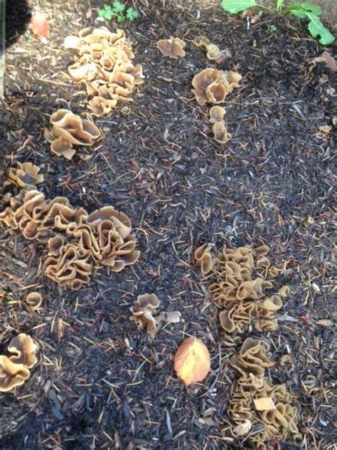 Identification What Are These Curly Mushroom Like Growths In My Mulch