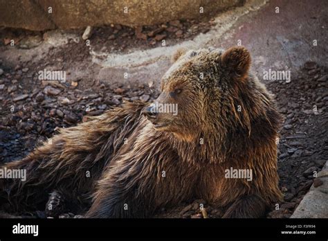 Brown Bear Lying Down Stock Photo Alamy