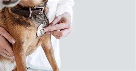 Empowering your veterinary practice and customers with preventive care