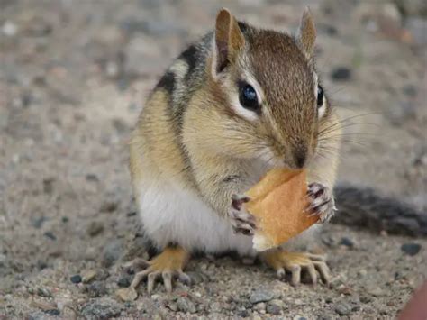 How To Get Rid Of Chipmunks The Ultimate Guide Amaze Vege Garden
