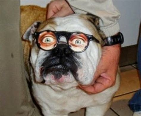 Photofunmasti Funny Photos Of Animals Wearing Glasses 15 Pics