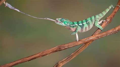 Tiny Chameleons Have The Most Powerful Tongues Mental Floss