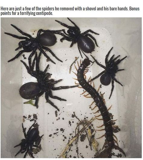 What kind of spiders are in my yard? These Spiders Are A Good Reason To Stay Out Of Australia ...