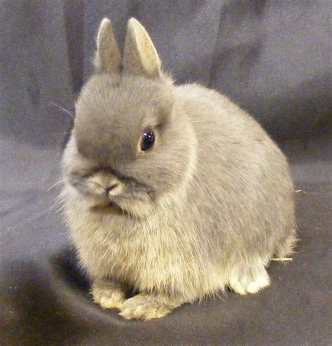 About The Netherland Dwarf Cute Baby Animals Cute Baby Bunnies Cute