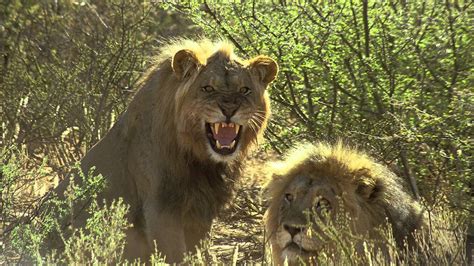 Wild Safari 3D Trailer | Official Version - YouTube