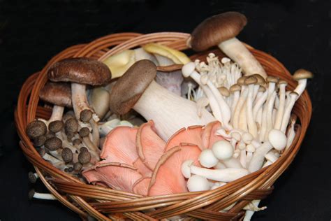 Edible Vs Poisonous Mushrooms What Is The Difference Texas