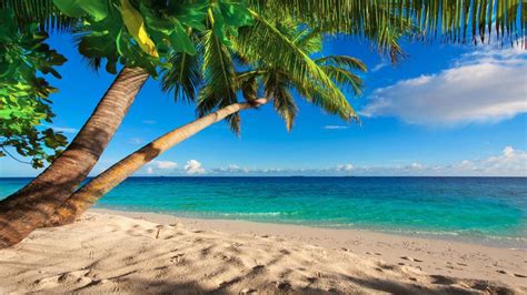 Sandy Beach With Palm Trees Wallpaper Backiee