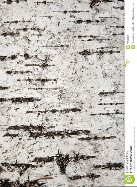 Birch Tree Texture Free Images At Vector Clip Art Online