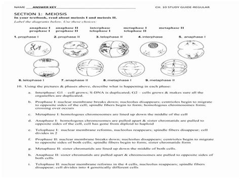 There was heavy ap biology reading guide fred and theresa holtzclaw answers barrage to creep microwave. Meiosis Matching Worksheet Answer Key Fresh 15 Best Of Phases Meiosis Worksheet Meiosis ...