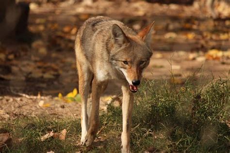 Coyotes In Florida What To Do If You See One Wildlife Informer