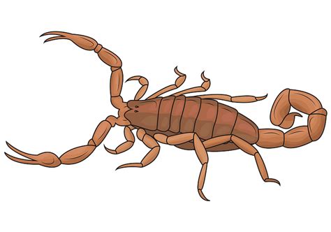 Skorpion Clipart Kostenloser Download Creazilla