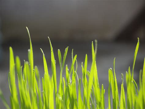 5 Grass Seed Types for Your Lawn | Ways2GoGreen