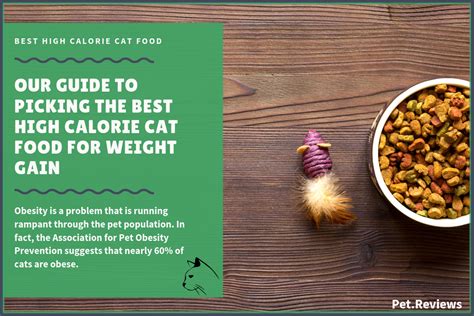 With living the typical sedentary life of a house cat, it becomes quite easy for cats to become overweight. 10 Best (High Calorie) Cat Foods for Weight Gain in 2021