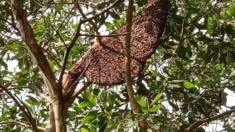 Pengambilan Madu Lebah Apis Dorsata Di Hutan Youtube