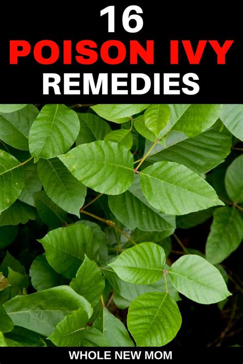 17 Home Remedies For Poison Ivy Rash Whole New Mom