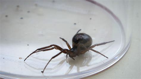 False Widow Spider Bite Rash False Widow Death Was A Tragedy But It