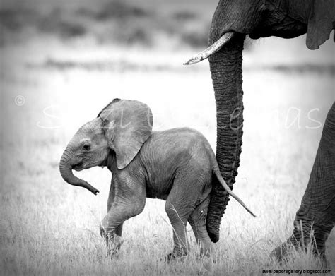 Wildlife Photography Black And White Wallpapers Gallery