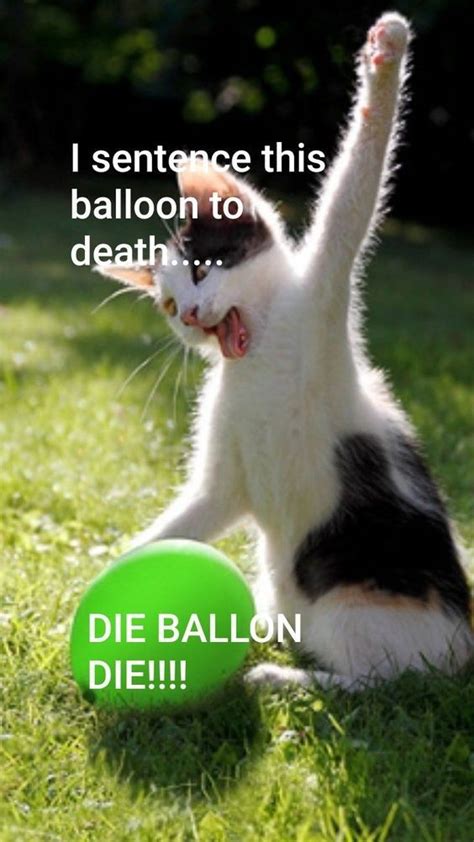 Jan 06, 2021 · the best memes from 2020 are right. Top Laughing So Hard Cat Memes & O Cat Meme in 2020 ...