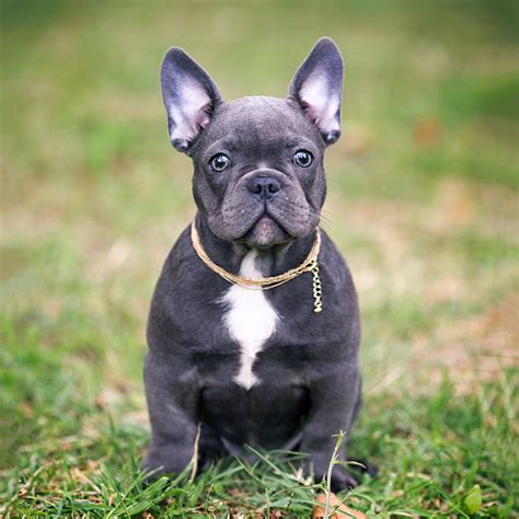 French bulldogs are one of the most expensive breeds, costing between $1,400 and an astonishing $8,500. 10 Best Harnesses for French Bulldog Body Type - French ...