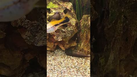 Video Of One Of My Trumpet Snails And One My Zebra Nerite Snails