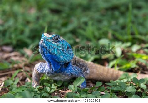 Beautiful Blue Headed Lizard Relaxing Some Stock Photo 406902505