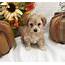 Maltipoo Puppies For Sale  Modesto CA 314295 Petzlover