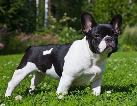 The french bulldog is a sturdy, compact, stocky little dog, with a large square head that has a rounded forehead. LIFE SPAN OF CHIHUAHUA