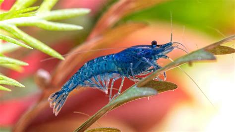 Freshwater Shrimp Easy To Keep Or Not Worth The Effort Aqua Life Hub