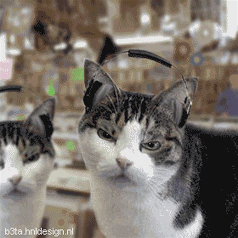 Hd Bola Gif Most Searched Animated Gifs Of Cats Vrogue Co