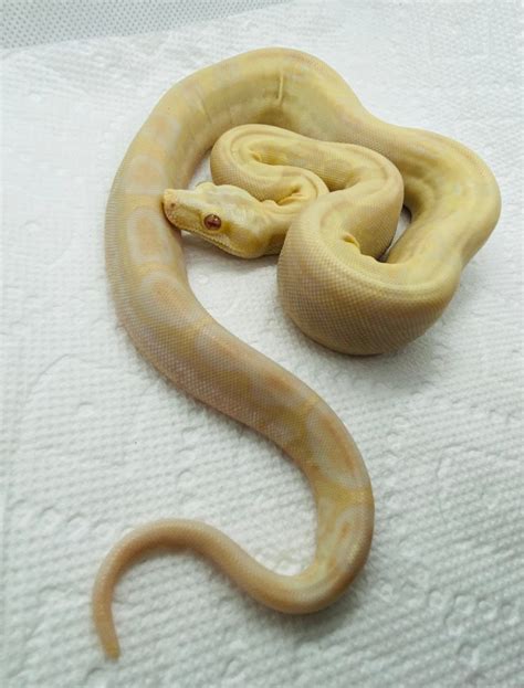 2020 Motley Albino 66 Het Blood Boa Constrictor By Kaizen Reptiles
