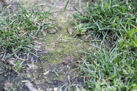 Home Remedy For Lawn Fungus Hunker