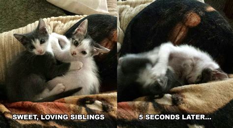 Fickle Felines Xpost From Rkittens Feline Cat Pics Cats