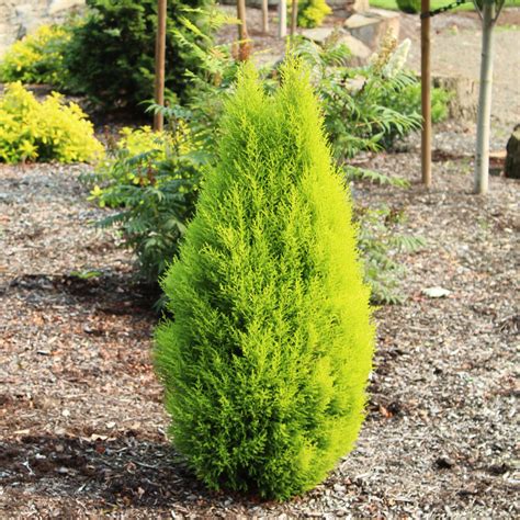 Cupressus Macrocarpa Wilma Goldcrest Monterey Cypress 45 Pot