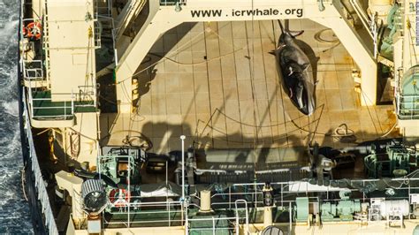 Sea Shepherd Claims It Caught Japanese Fleet With Dead Whale Cnn
