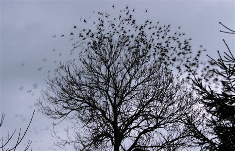 Free Bird Swarm Around A Tree Stock Photo