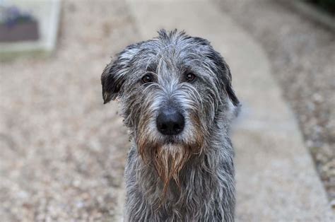 Irish Wolfhound Poodle Mix A Wolfy Doodle You Will Love
