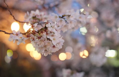 Wallpaper Branch Flower Spring Cherry Blossom Twig Sunlight