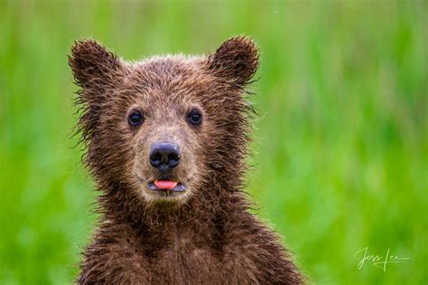 Grizzly Bear Cub Cute Photo Alaska Usa Jess Lee Photography