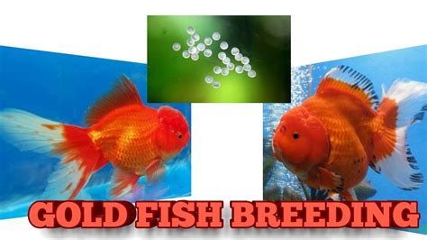 Goldfish Breeding Easyly Youtube