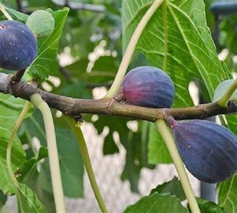 Lsu Purple Fig Ficus New Life Nursery