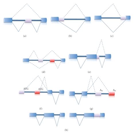 alternative splicing schematic representation of the possible patterns download scientific