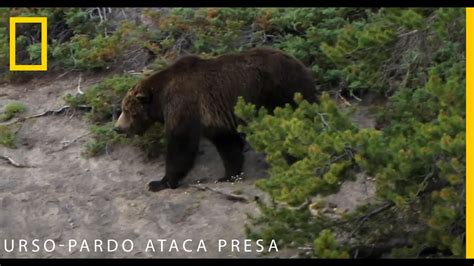 Urso Pardo Ataca Presa National Geographic Portugal YouTube
