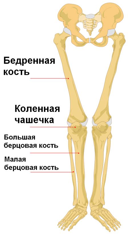 Its lower end helps create the knee joint. Human Leg Bones - Passion Porn